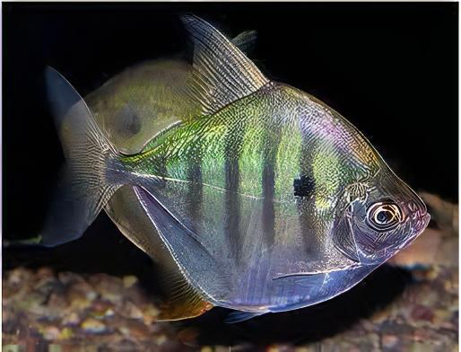 Metynnis Tiger Silver Dollar Metynnis Hypsauchen Fasciatus 5cm - Real Aquatics