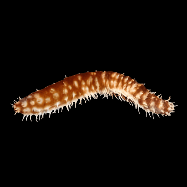 Tiger Tail Sea Cucumber Holothuria sp - Real Aquatics