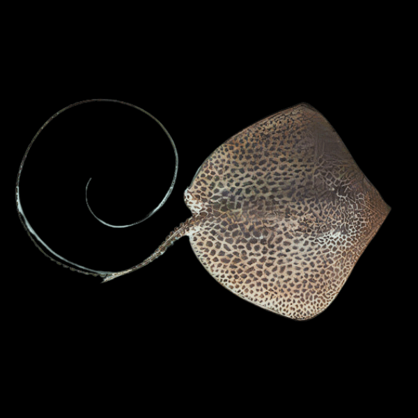 Tiger Whiptail Sting Ray Himantura Krempfi 30cm - Real Aquatics