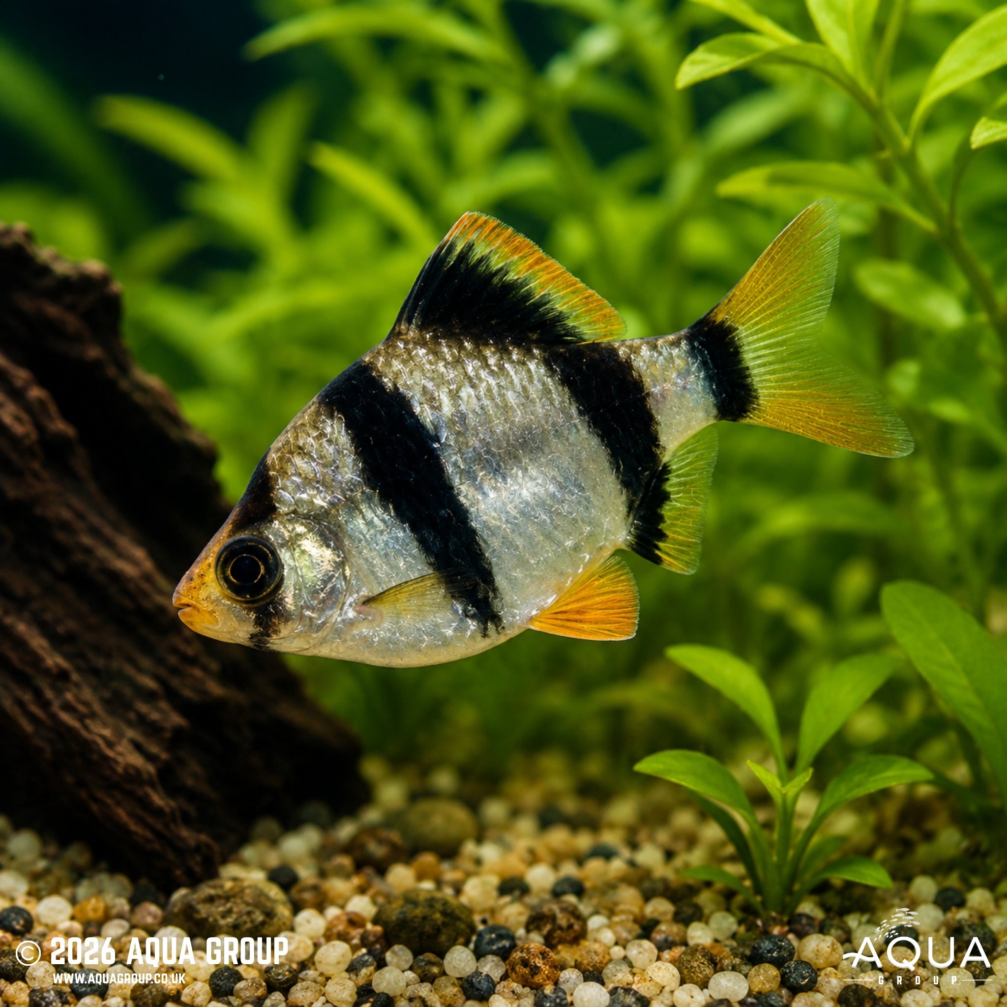 Tiger Barb (Puntigrus tetrazona)