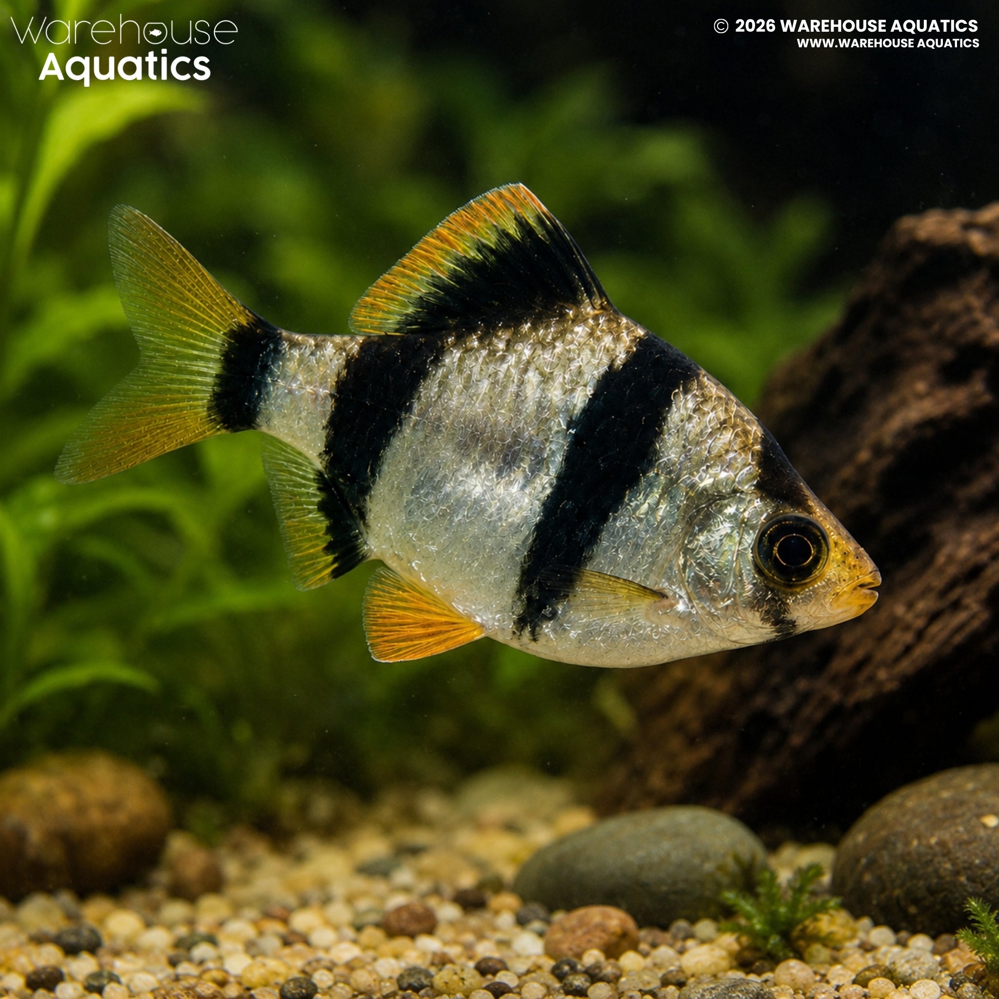 Tiger Barb (Puntigrus tetrazona)