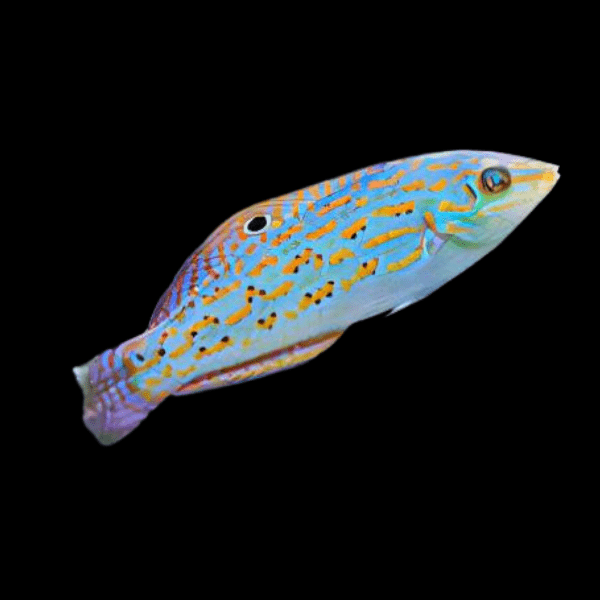 Timor Wrasse Halichoeres Timorensis - Real Aquatics