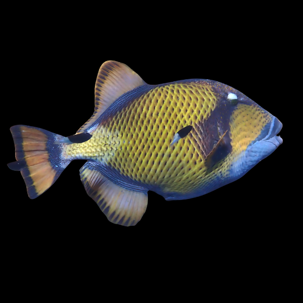 Titan Trigger Fish Balistoides Viridescens - Real Aquatics