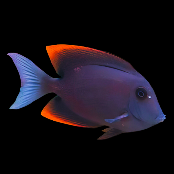 Tomini Tang Ctenochaetus Tominiensis - Real Aquatics