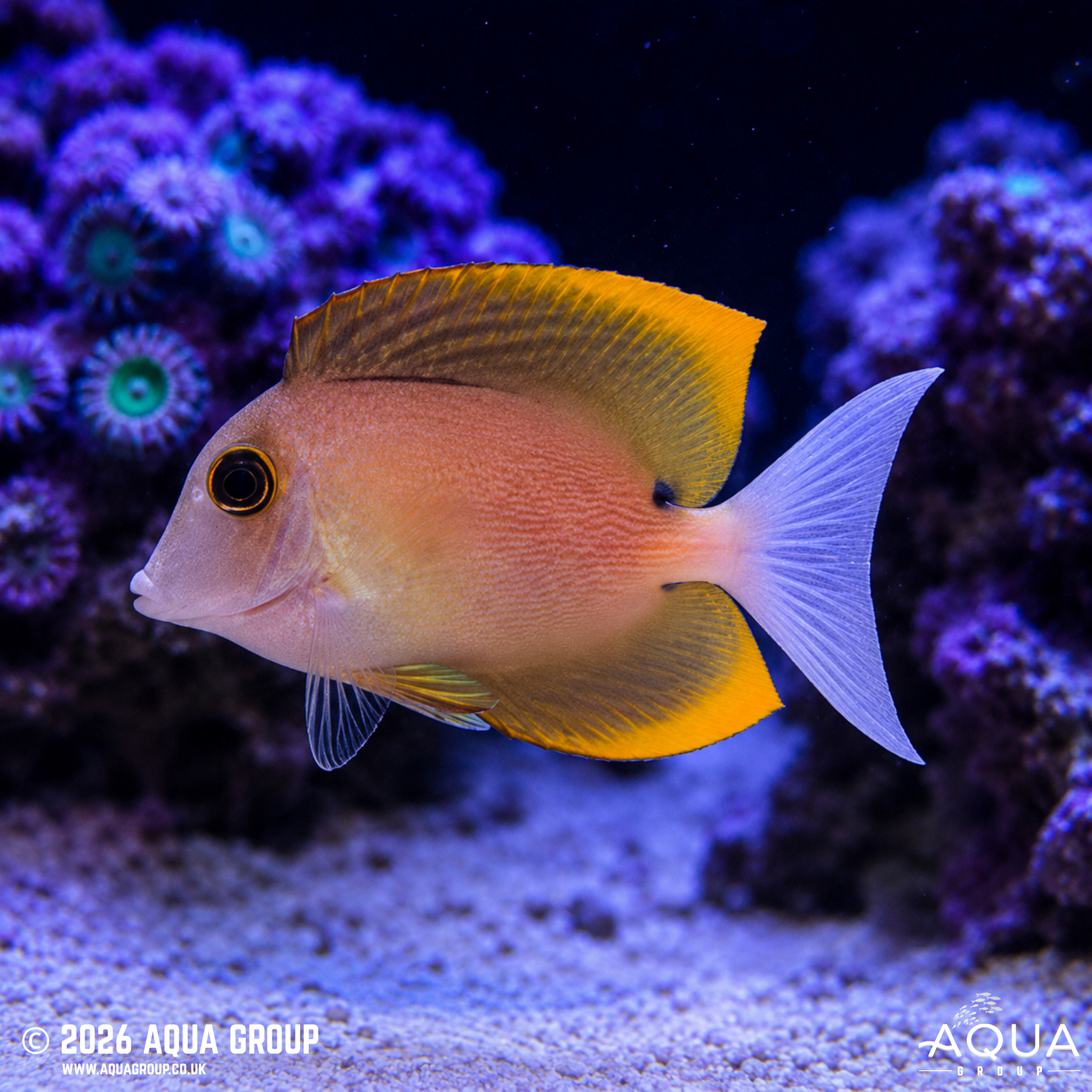 Tomini Tang (Ctenochaetus tominiensis)