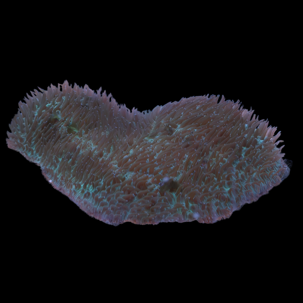 Tongue Hard Coral Polyphyllia Sp - Real Aquatics