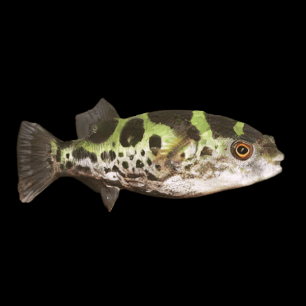 Topaz Pufferfish Tetraodon Fluviatilis 5cm - Real Aquatics