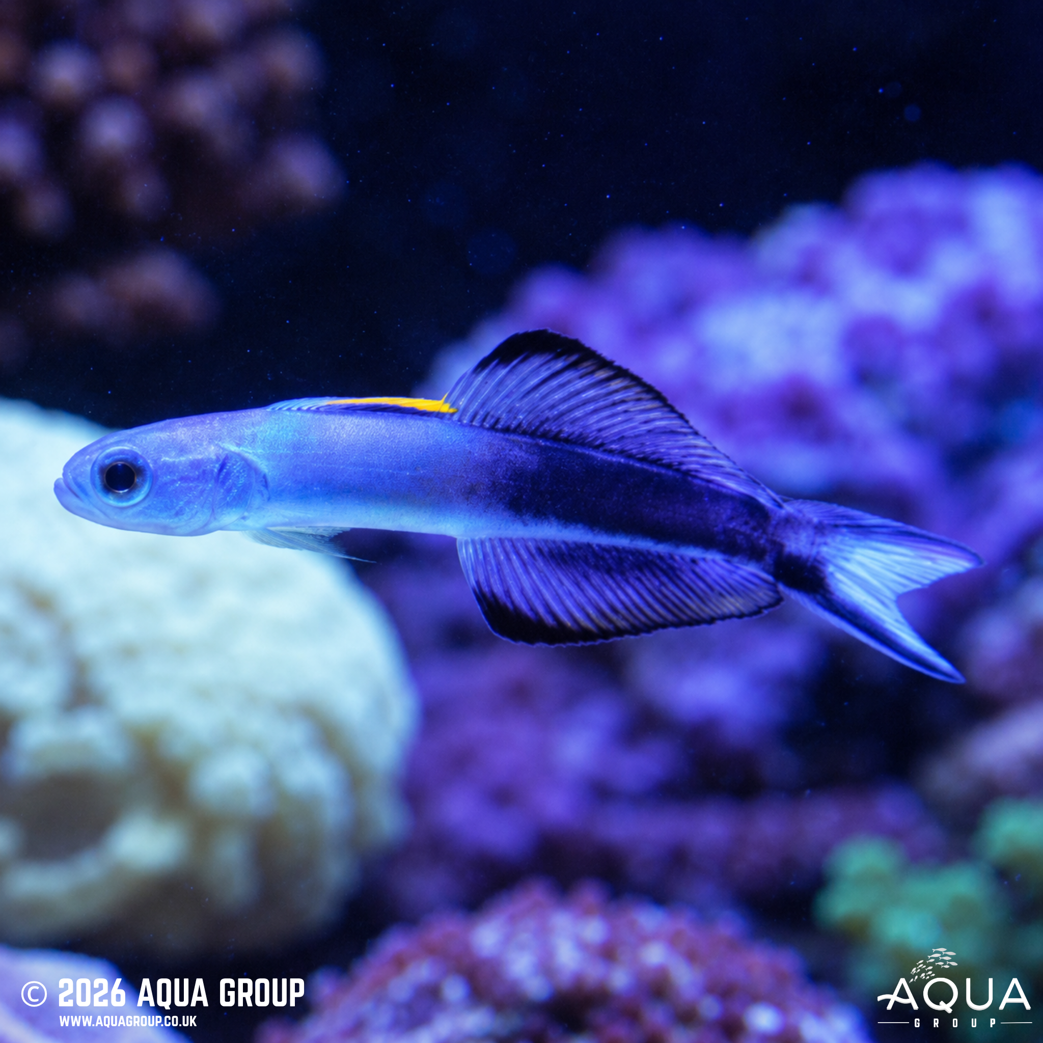 Torpedo Goby (Ptereleotris evides)