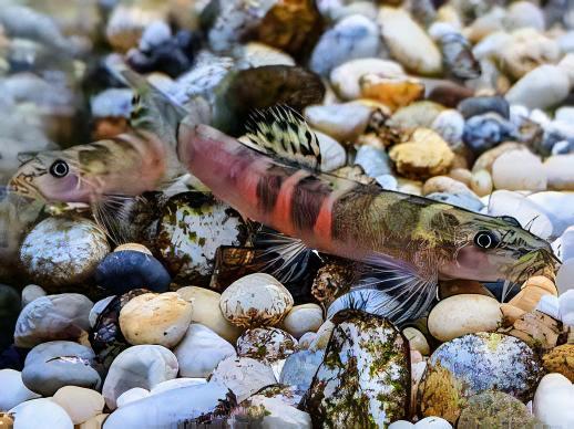 Tri Banded Sumo Loach Schistura Balteata 4cm - Real Aquatics