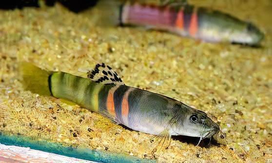 Tri Banded Sumo Loach Schistura Balteata 4cm - Real Aquatics