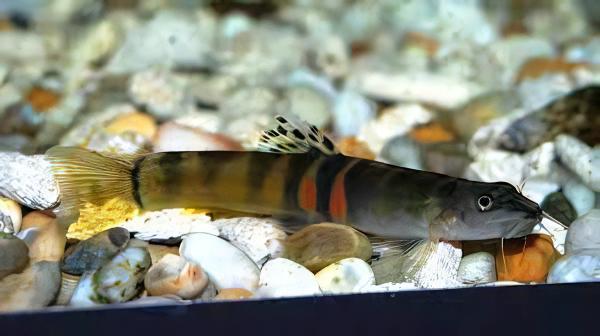 Tri Banded Sumo Loach Schistura Balteata 4cm - Real Aquatics