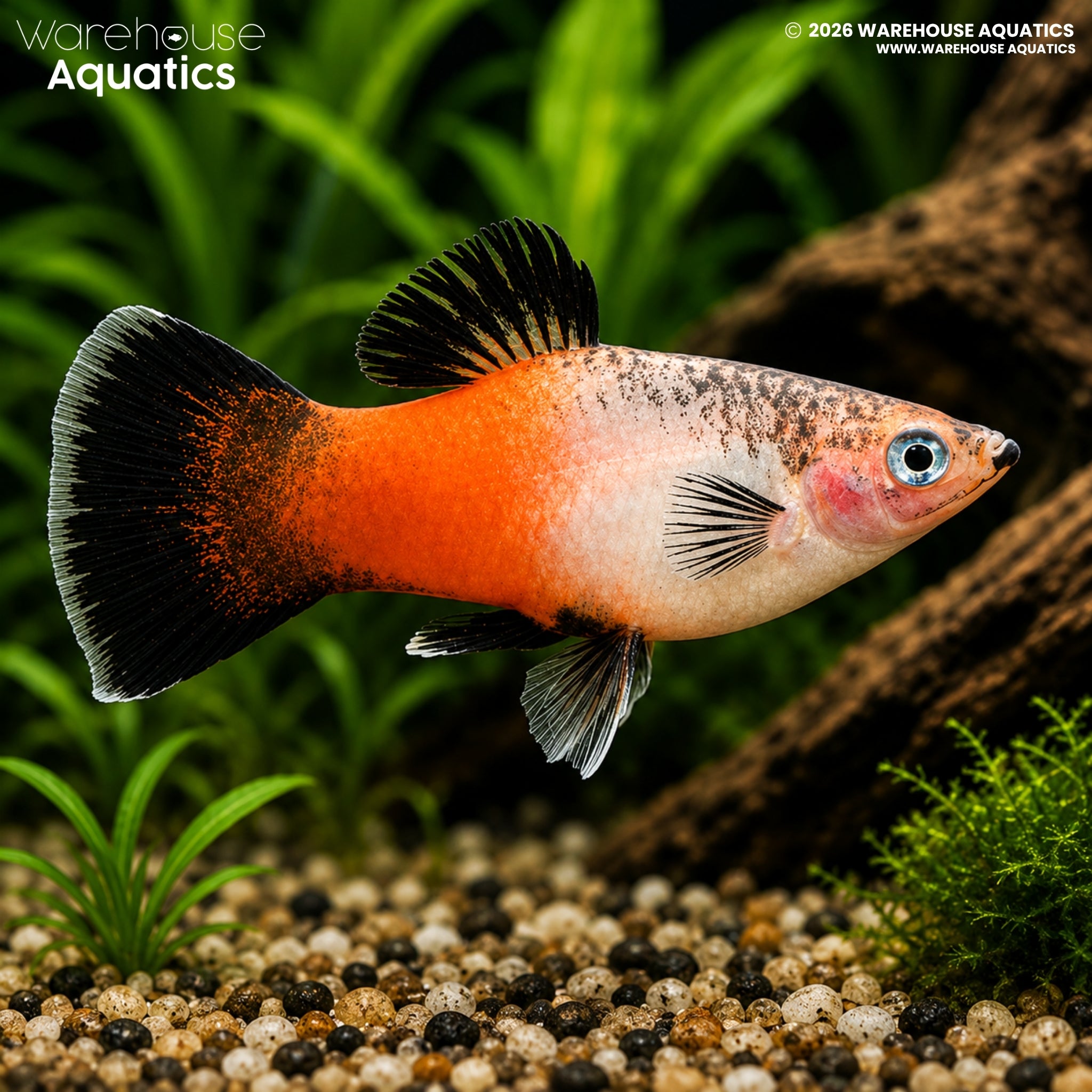 Tricolour Hi-Fin Platy (Xiphophorus maculatus)