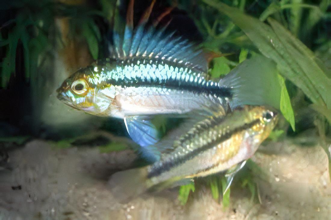 Apistogramma Trifasciatus 3cm