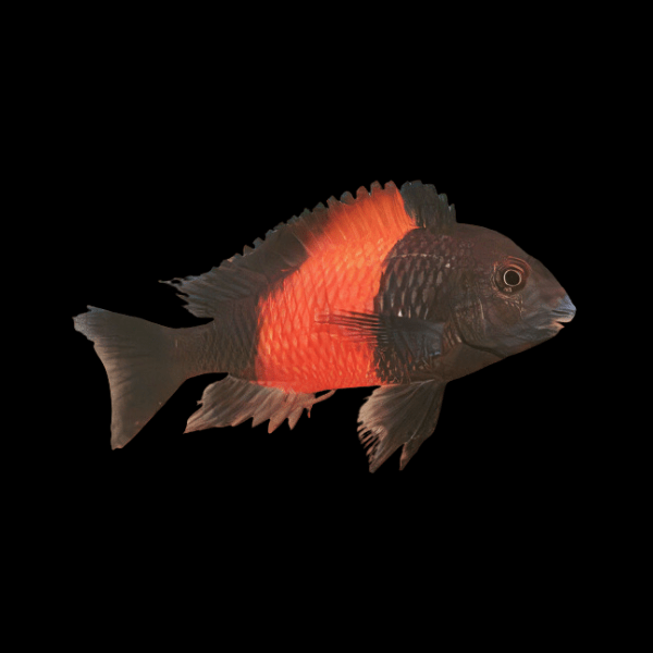 Tropheus Bemba Orange Flame Tanganyikan African Cichlids 4cm - Real Aquatics