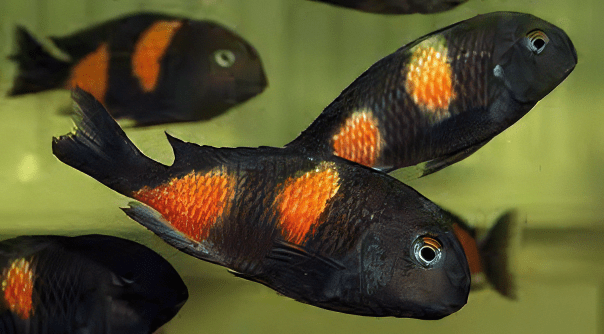 Tropheus Bulu Point Tanganyikan African Cichlids 4cm - Real Aquatics