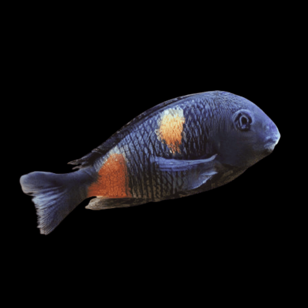 Tropheus Bulu Point Tanganyikan African Cichlids 4cm - Real Aquatics