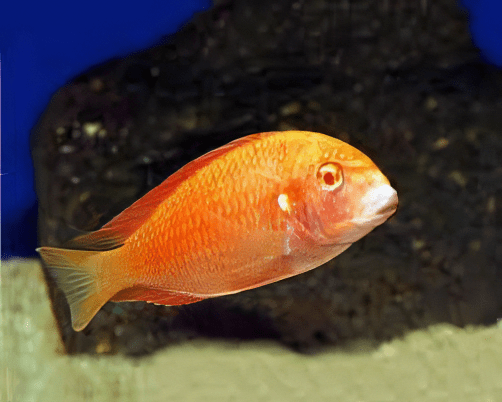 Tropheus Chipimbi Albino Tanganyikan African Cichlids 4cm - Real Aquatics