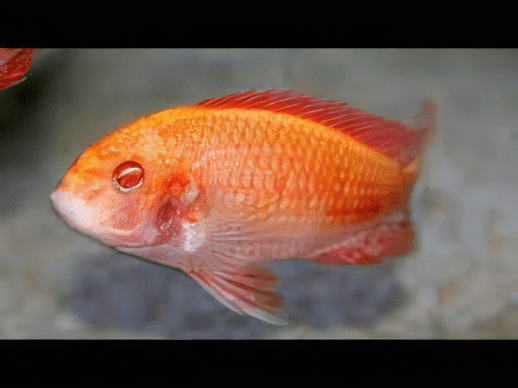 Tropheus Chipimbi Albino Tanganyikan African Cichlids 4cm - Real Aquatics