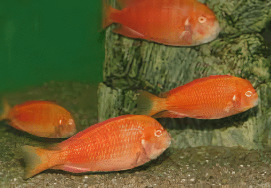 Tropheus Chipimbi Albino Tanganyikan African Cichlids 4cm - Real Aquatics