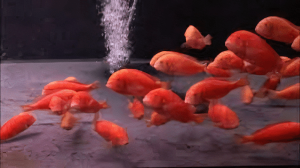 Tropheus Chipimbi Albino Tanganyikan African Cichlids 4cm - Real Aquatics