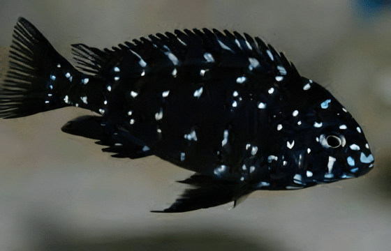 Tropheus Duboisi Tanganyikan African Cichlids 4cm - Real Aquatics