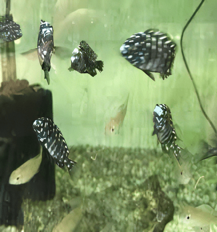 Tropheus Duboisi Tanganyikan African Cichlids 4cm - Real Aquatics