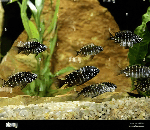 Tropheus Duboisi Tanganyikan African Cichlids 4cm - Real Aquatics