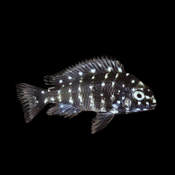 Tropheus Duboisi Tanganyikan African Cichlids 4cm - Real Aquatics
