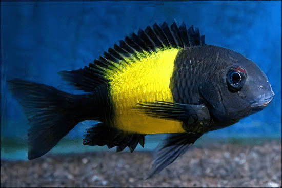 Tropheus Kiriza Kaiser Tanganyikan African Cichlids 4cm - Real Aquatics