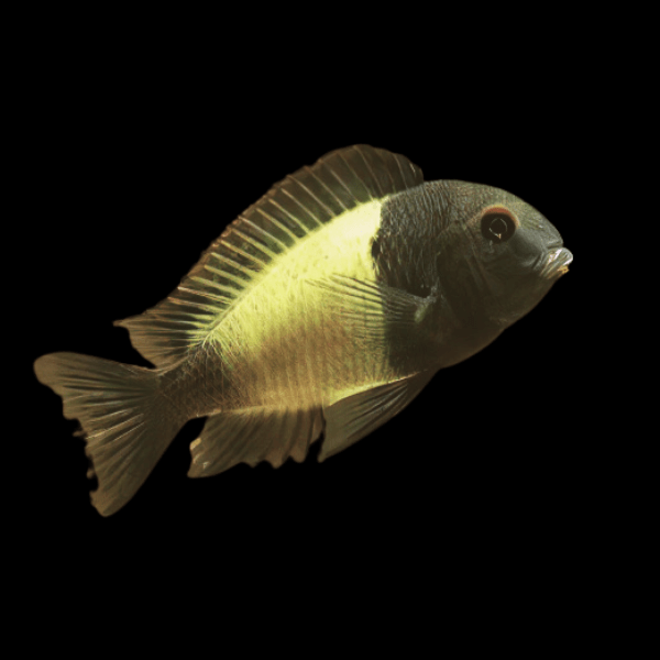 Tropheus Kiriza Kaiser Tanganyikan African Cichlids 4cm - Real Aquatics