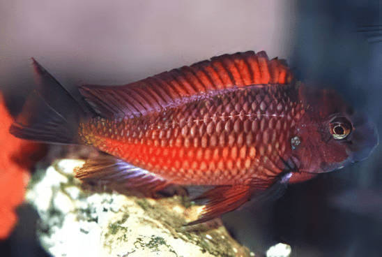 Tropheus Moliro Firecracker Tanganyikan African Cichlids 4cm - Real Aquatics