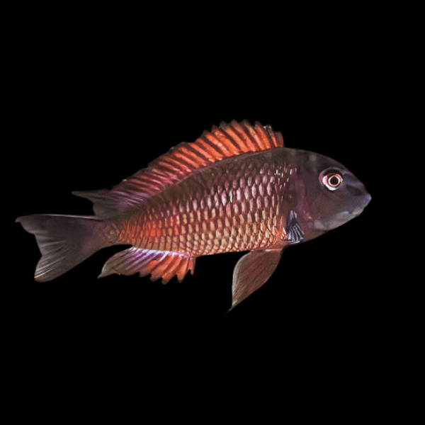 Tropheus Moliro Firecracker Tanganyikan African Cichlids 4cm - Real Aquatics