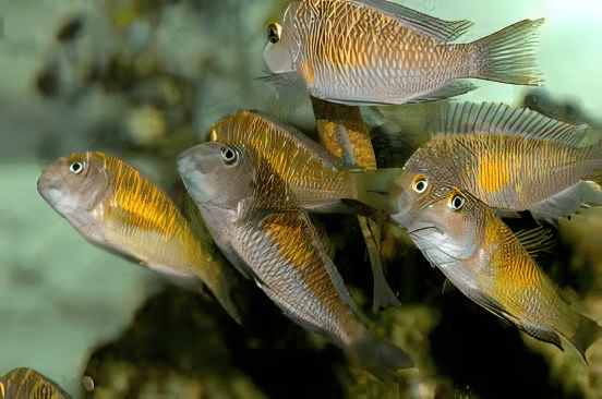 Tropheus Moorii Tanganyikan African Cichlids 4cm - Real Aquatics