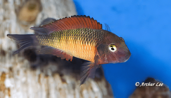 Tropheus Moorii Tanganyikan African Cichlids 4cm - Real Aquatics