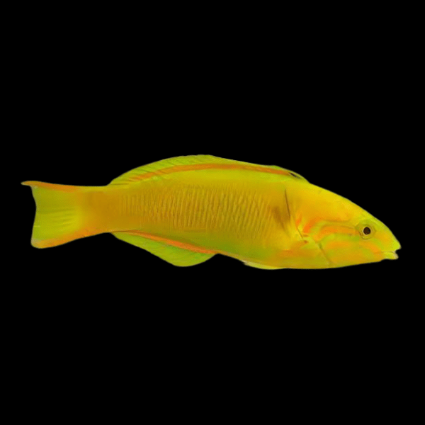 True Banana Wrasse Thalassoma Lutescens - Real Aquatics