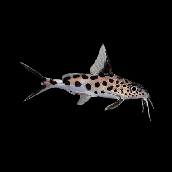 True Cuckoo Squeaker Catfish Synodontis Multipunctatus 4cm - Real Aquatics