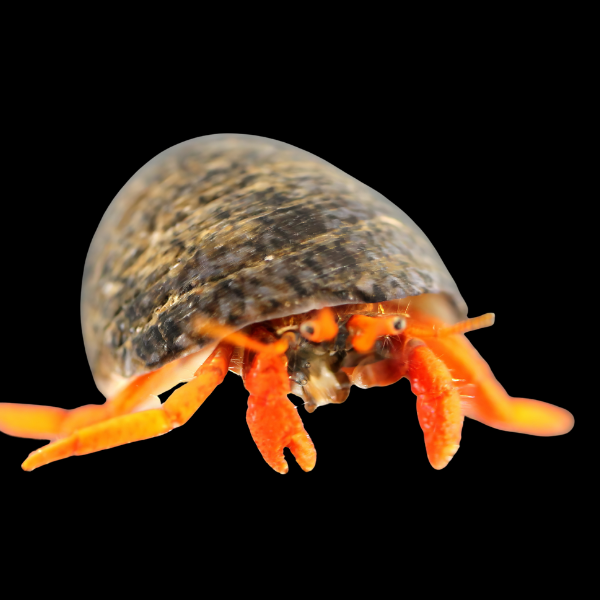 True Orange Legged Hermit Crab Clibanarius Tricolor - Real Aquatics