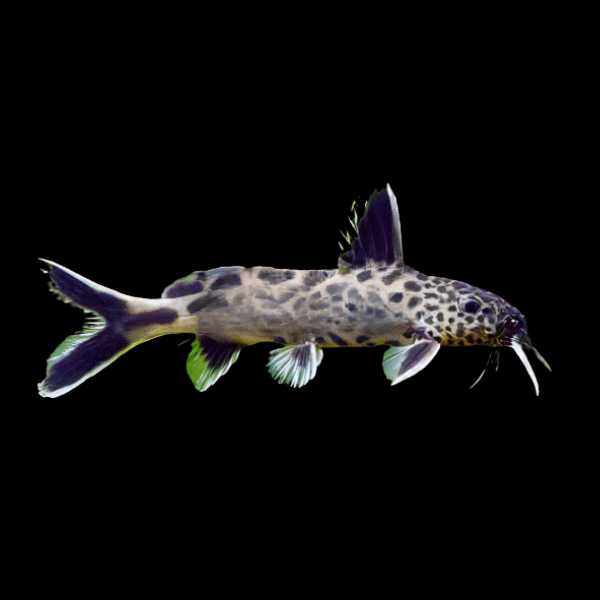 True Petricola Pygmy Leopard Catfish Synodontis Petricola 3cm - Real Aquatics