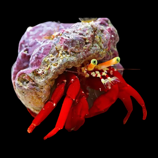 True Red Legged Hermit Crab Clibanarius Tricolor - Real Aquatics
