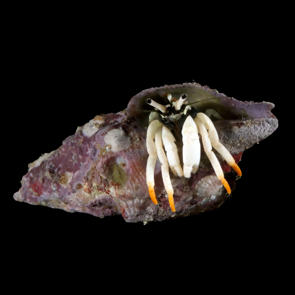 True White Legged Hermit Crab Clibanarius Tricolor - Real Aquatics