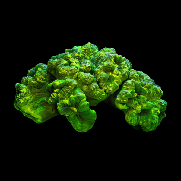 Trumpet Hard Coral Caulastrea Sp - Real Aquatics