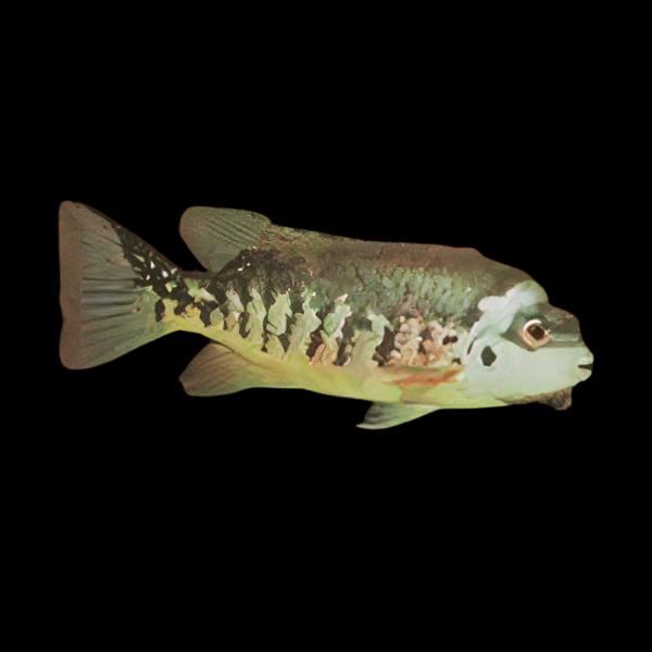 Tuba Mesoamerican Cichlid Tomocichla Tuba 5cm - Real Aquatics