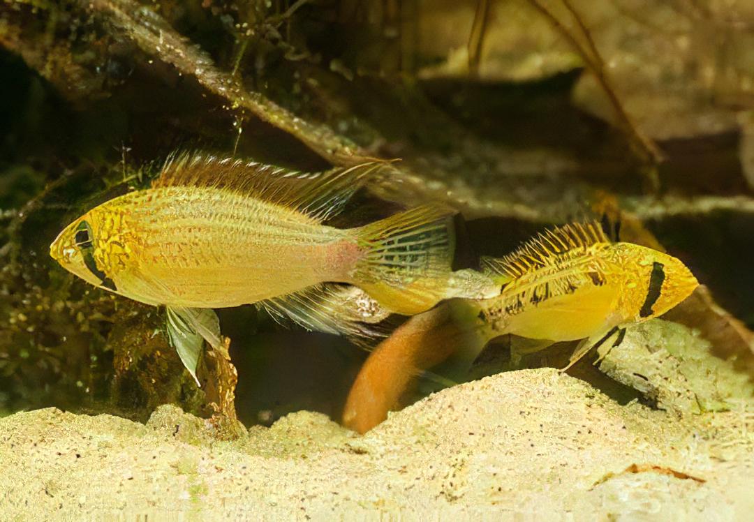 Apistogramma Tucurui 3cm