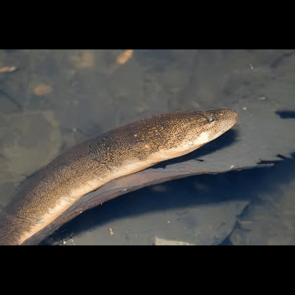 Tulip Swamp Eel Monopterus Albus 15cm - Real Aquatics