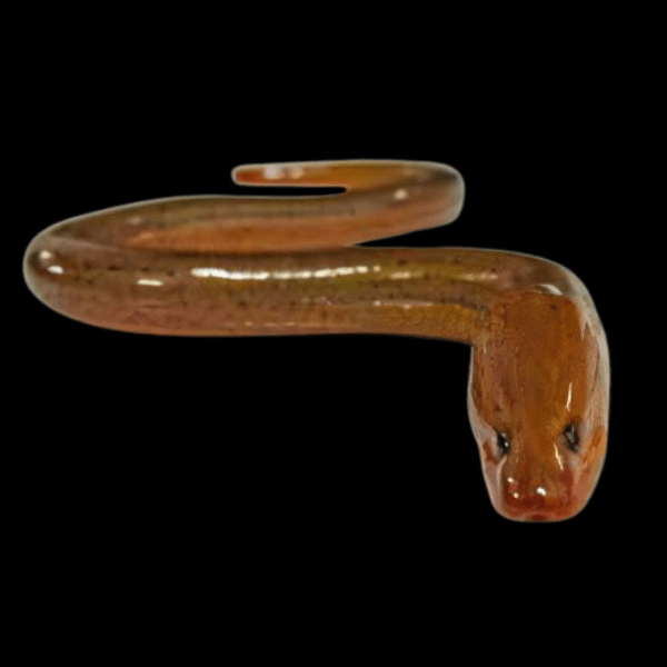Tulip Swamp Eel Monopterus Albus 15cm - Real Aquatics