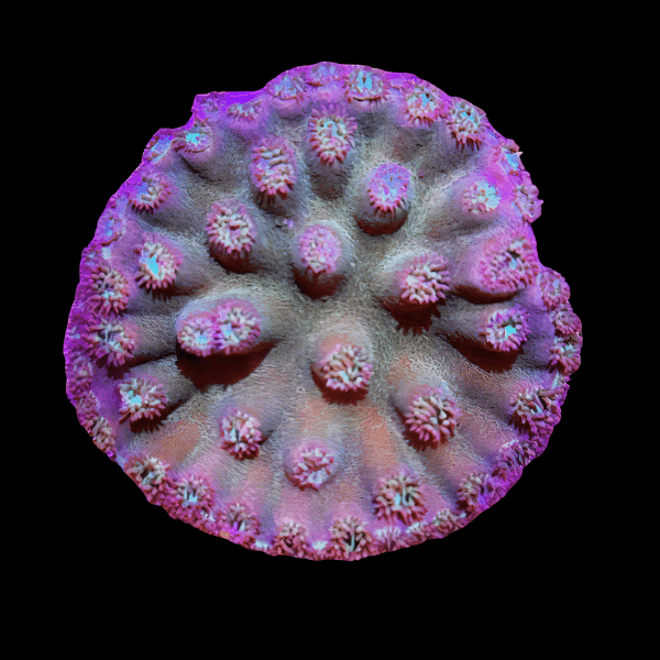 Turbinaria Cup Green Hard Coral - Real Aquatics