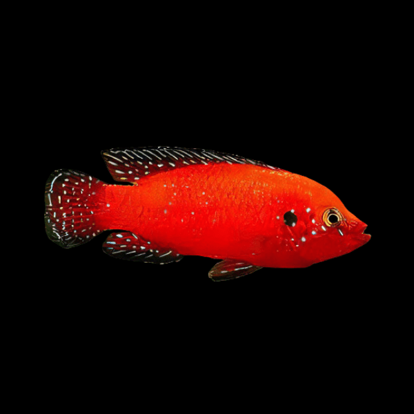 Turkana Jewel Cichlid Hemichromis Exsul 5cm - Real Aquatics
