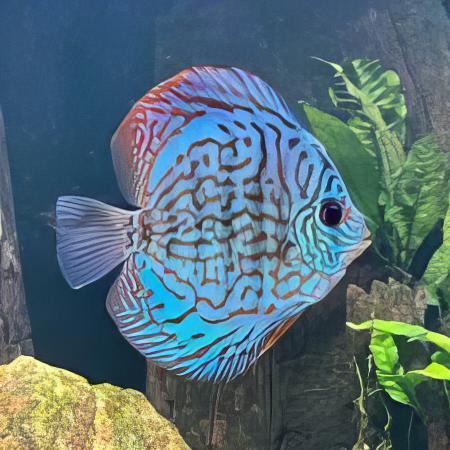 Turquoise Discus - Real Aquatics