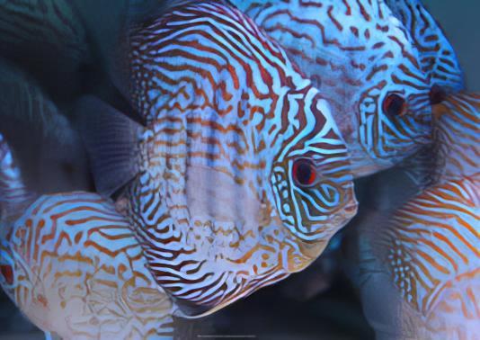 Turquoise Discus - Real Aquatics