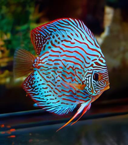 Turquoise Discus - Real Aquatics